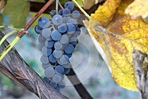 Bunches of ripe grape on a vineyard in a vineyard.