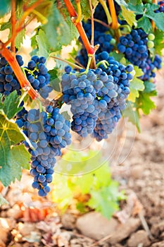 Bunches of ripe grapes