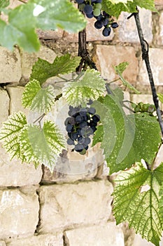 Bunches of ripe grapes.