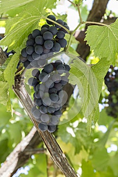 Bunches of ripe grapes.