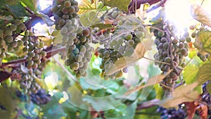 Bunches of ripe grapes against the background of the sun