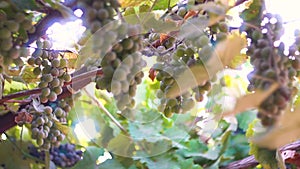 Bunches of ripe grapes against the background of the sun