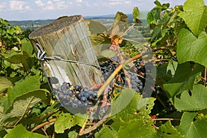 Bunches of Ripe Grapes Against a Wooden Post photo