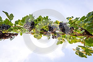 Bunches of ripe grapes growing in vineyard at sunset. Almost ready for harvest.