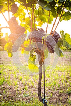 Bunches of ripe grapes growing in vineyard at sunset. Almost ready for harvest.