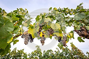 Bunches of ripe grapes growing in vineyard at sunset. Almost ready for harvest.