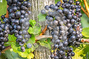 Bunches of ripe grapes growing in vineyard at sunset. Almost ready for harvest.