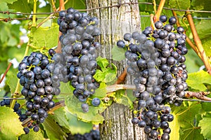 Bunches of ripe grapes growing in vineyard at sunset. Almost ready for harvest.