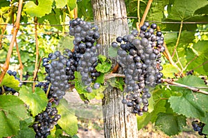 Bunches of ripe grapes growing in vineyard at sunset. Almost ready for harvest.