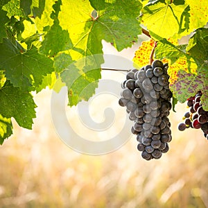 Bunches of ripe grapes growing in vineyard at sunset. Almost ready for harvest.