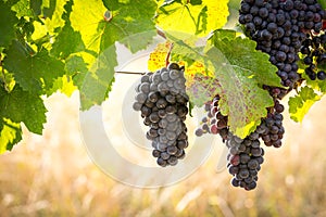 Bunches of ripe grapes growing in vineyard at sunset. Almost ready for harvest.