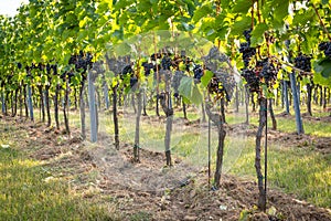 Bunches of ripe grapes growing in vineyard at sunset. Almost ready for harvest.