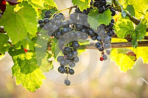 Bunches of ripe grapes growing in vineyard at sunset. Almost ready for harvest.