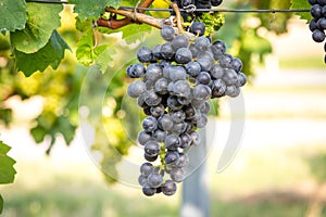 Bunches of ripe grapes growing in vineyard at sunset. Almost ready for harvest.