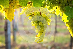 Bunches of ripe grapes growing in vineyard at sunset. Almost ready for harvest.