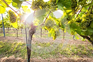 Bunches of ripe grapes growing in vineyard at sunset. Almost ready for harvest.