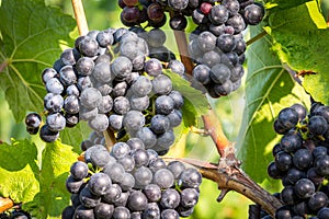 Bunches of ripe grapes growing in vineyard at sunset. Almost ready for harvest.