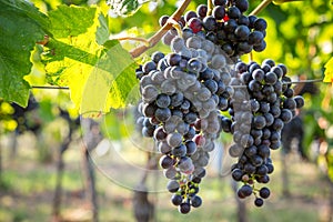 Bunches of ripe grapes growing in vineyard at sunset. Almost ready for harvest.