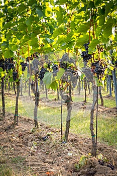 Bunches of ripe grapes growing in vineyard at sunset. Almost ready for harvest.