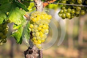 Bunches of ripe grapes growing in vineyard at sunset. Almost ready for harvest.