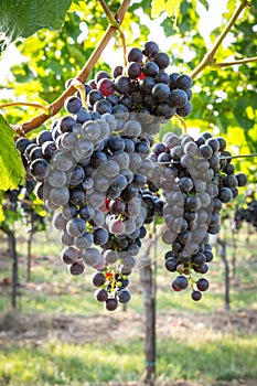 Bunches of ripe grapes growing in vineyard at sunset. Almost ready for harvest.