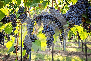 Bunches of ripe grapes growing in vineyard at sunset. Almost ready for harvest.