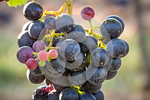 Bunches of ripe grapes growing in vineyard at sunset. Almost ready for harvest.