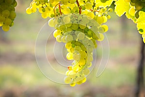 Bunches of ripe grapes growing in vineyard at sunset. Almost ready for harvest.