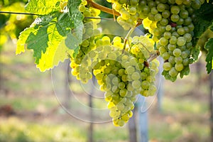 Bunches of ripe grapes growing in vineyard at sunset. Almost ready for harvest.