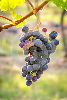 Bunches of ripe grapes growing in vineyard at sunset. Almost ready for harvest.