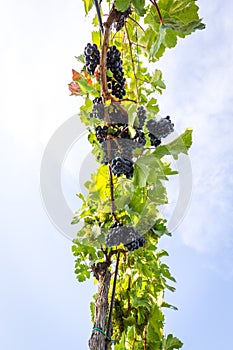 Bunches of ripe grapes growing in vineyard at sunset. Almost ready for harvest.