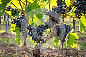 Bunches of ripe grapes growing in vineyard at sunset. Almost ready for harvest.