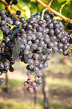 Bunches of ripe grapes growing in vineyard at sunset. Almost ready for harvest.