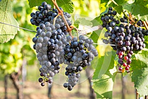 Bunches of ripe grapes growing in vineyard at sunset. Almost ready for harvest.