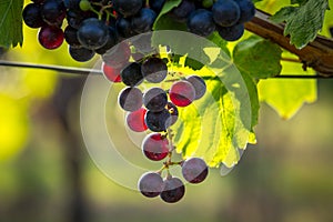 Bunches of ripe grapes growing in vineyard at sunset. Almost ready for harvest.