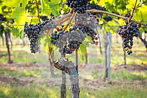 Bunches of ripe grapes growing in vineyard at sunset. Almost ready for harvest.