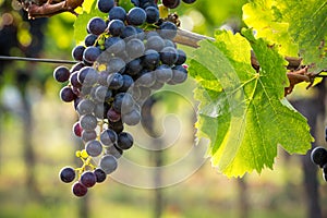 Bunches of ripe grapes growing in vineyard at sunset. Almost ready for harvest.