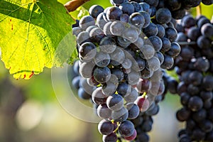 Bunches of ripe grapes growing in vineyard at sunset. Almost ready for harvest.