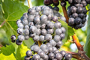 Bunches of ripe grapes growing in vineyard at sunset. Almost ready for harvest.