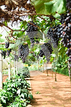 Bunches of ripe grapes before harvest