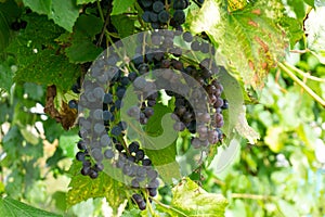 Bunches of ripe grapes before harvest.