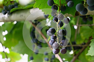 Bunches of ripe grapes before harvest.