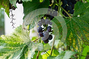 Bunches of ripe grapes before harvest.