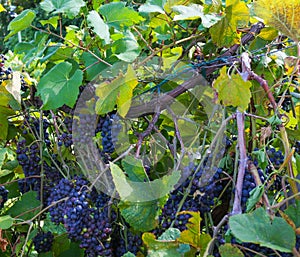 Bunches of Ripe Grapes in the Late Summer in Loudon County, Virginia photo