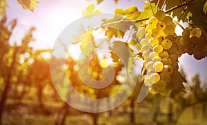 Bunches of ripe grapes in sunshine