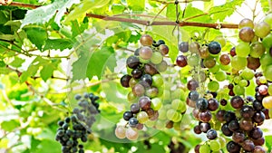 Bunches of ripe grapes in a vineyard