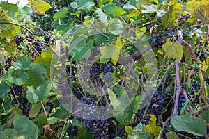 Bunches of Ripe Grapes in a Vineyard in Loudon County, Virginia photo