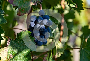 Bunches of ripe grapes, vineyards near St. Emilion town, production of red Bordeaux wine, Merlot or Cabernet Sauvignon grapes on