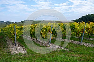 Bunches of ripe grapes, vineyards near St. Emilion town, production of red Bordeaux wine, Merlot or Cabernet Sauvignon grapes on