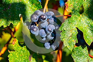 Bunches of ripe grapes, vineyards near St. Emilion town, production of red Bordeaux wine, Merlot or Cabernet Sauvignon grapes on